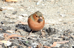 Fringilla coelebs