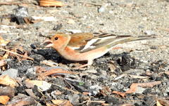 Fringilla coelebs