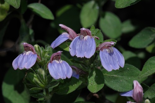 Justicia petiolaris (Nees) T.Anderson