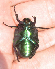 Protaetia speciosa