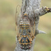 Cicadatra - Photo (c) Alexander Fateryga, μερικά δικαιώματα διατηρούνται (CC BY), uploaded by Alexander Fateryga