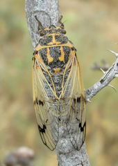 Cicadatra querula