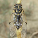 Cicadatra platyptera - Photo (c) Alexander Fateryga, algunos derechos reservados (CC BY), uploaded by Alexander Fateryga