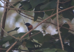 Terpsiphone rufiventer neumanni