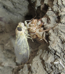 Cicadatra querula