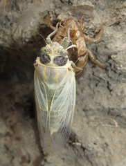 Cicadatra querula