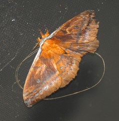 Syntherata janetta