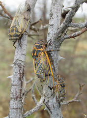 Cicadatra querula