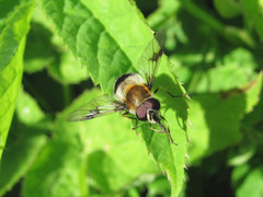 Leucozona lucorum