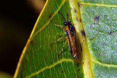 Athalia cordata