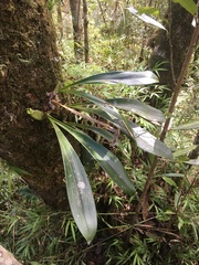 Bulbophyllum occlusum image