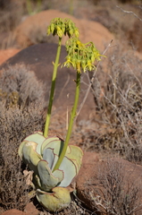 Cotyledon cuneata