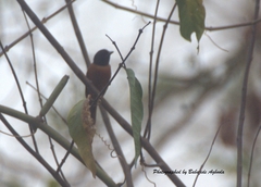 Terpsiphone rufiventer neumanni