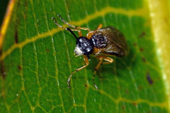 Athalia cordata