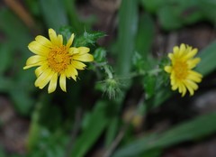 Berkheya erysithales