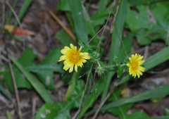 Berkheya erysithales