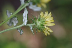 Berkheya erysithales