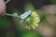 Berkheya erysithales