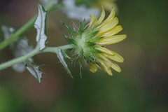 Berkheya erysithales