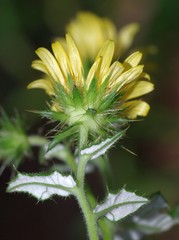 Berkheya erysithales