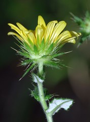 Berkheya erysithales