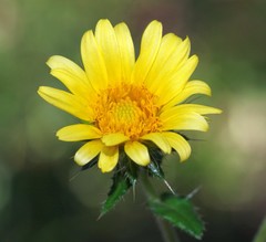 Berkheya erysithales