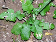 Berkheya erysithales