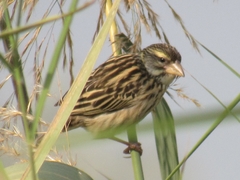 Ploceus manyar