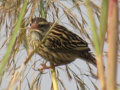 Ploceus manyar
