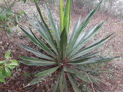 Furcraea guatemalensis