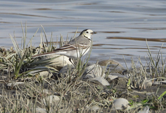 Motacilla alba