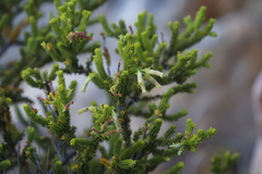Erica brachialis