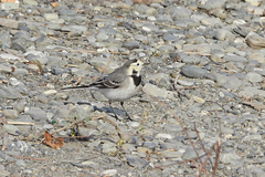 Motacilla alba