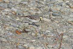 Motacilla alba
