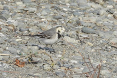 Motacilla alba