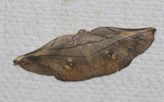 Xenomusa metallica