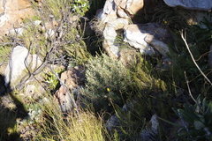 Grubbia tomentosa