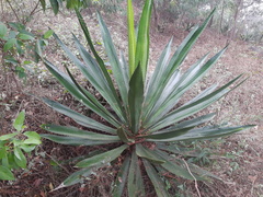 Furcraea guatemalensis