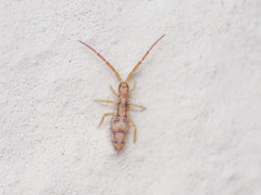 Entomobrya muscorum