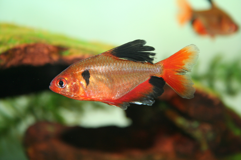 Tétra serpae (Hyphessobrycon eques)