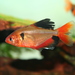 Serpae Tetra - Photo (c) Faucon~commonswiki, some rights reserved (CC BY-SA)