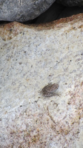 iNaturalist observation photo of Pacific chorus frog