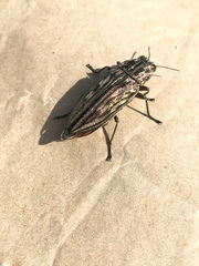 Chalcophora georgiana