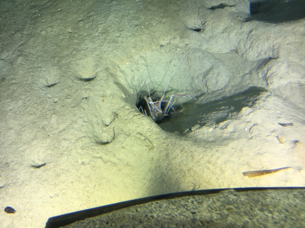 Atlantic Deep-Sea Lobster