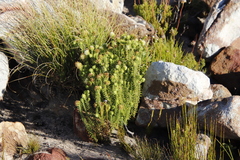 Campylostachys cernua