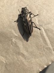 Chalcophora georgiana