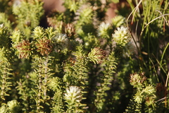 Campylostachys cernua