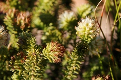 Campylostachys cernua