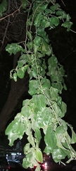 Ziziphus jujuba
