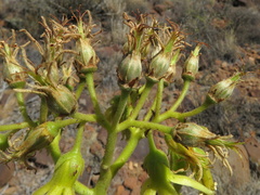 Cotyledon cuneata